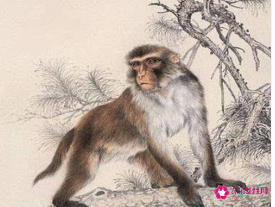 属猴的人最忌讳什么颜色