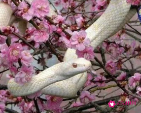 白蛇迷信说法