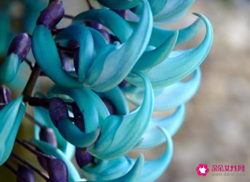 全球最漂亮罕见的花有哪些