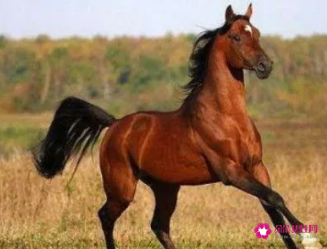 2022年属马的每月运势