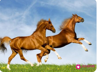 属马的床头朝向