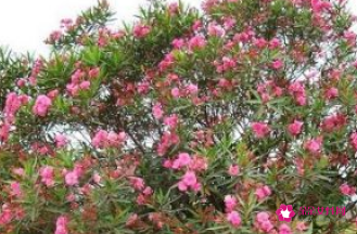 什么东西放在卧室最致癌