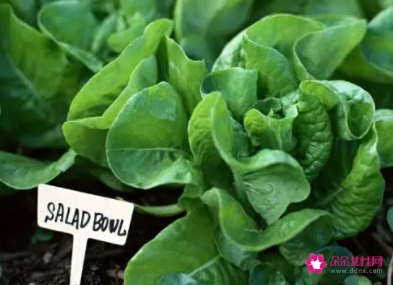 梦见给别人送菜什么预兆