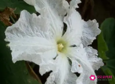 冬瓜花的功效与作用