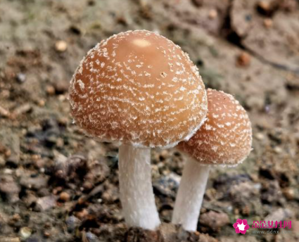 18岁女孩吃什么提高免疫力