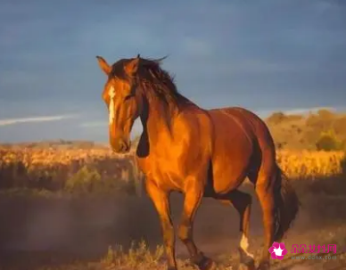 2022年属马的每月运势