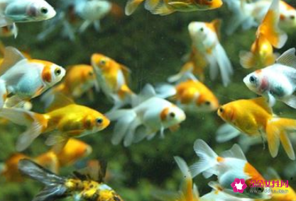 梦见自己捉到很多活鱼