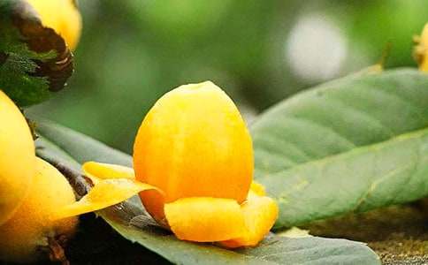 枇杷叶加什么止咳