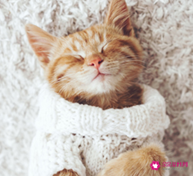 动物进门所带来的风水