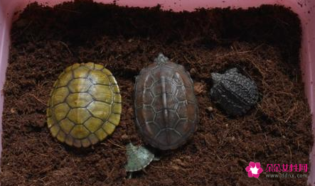 冬季养龟的注意什么