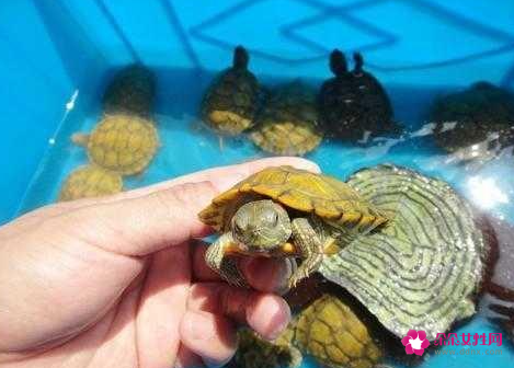 冬季养龟的注意什么
