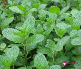 薄荷的功效与作用图片