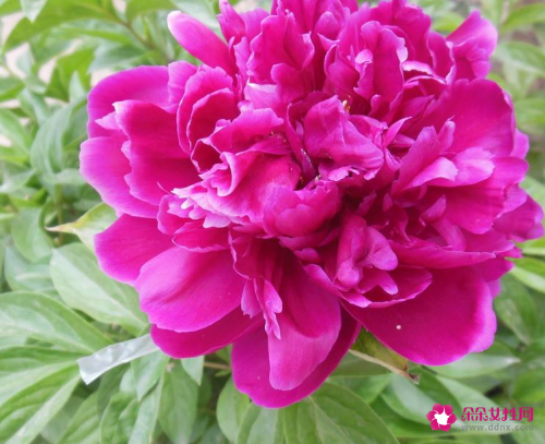 女孩青春期叛逆的表现有哪些特征