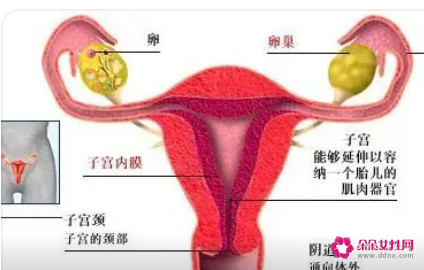 子宫内膜异位症有哪些症状