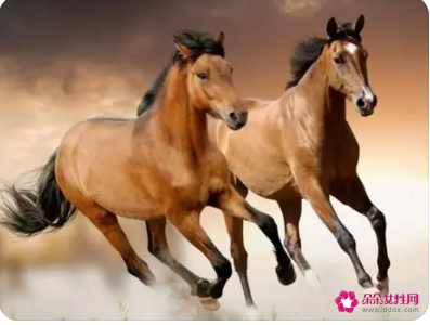 属马的床头朝向