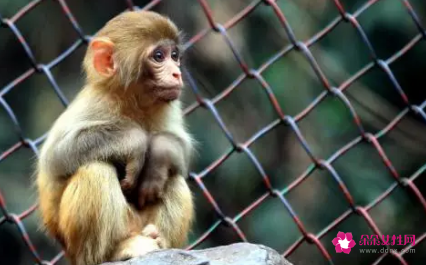 很会穿衣打扮的生肖女