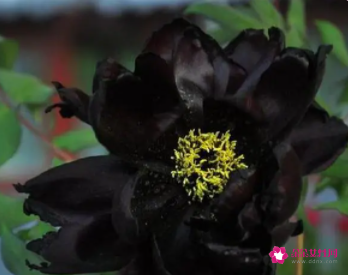 代表高贵与神秘的花