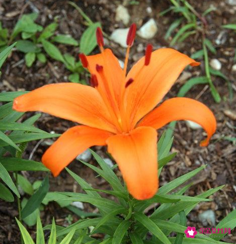 女孩青春期叛逆的表现有哪些特征