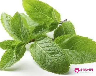 薄荷的功效与作用图片