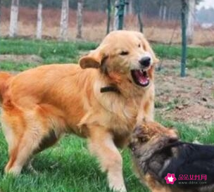 金毛狗狗起名字招财的