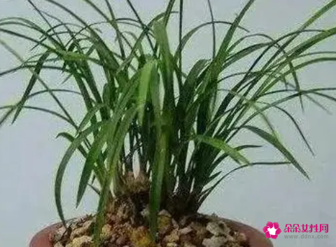 种兰花为什么要高腰盆