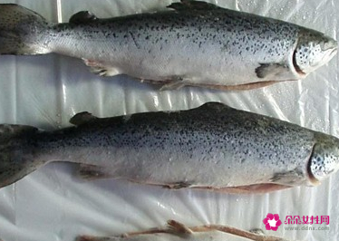 补脑增强记忆力吃什么菜