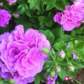 代表高贵与神秘的花