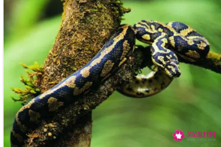 梦见很多蛇是什么征兆