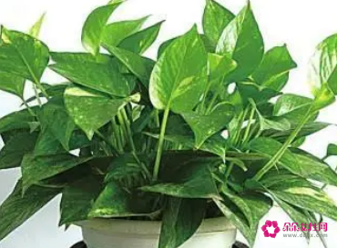 适合摆放在办公室的吉祥植物有哪些