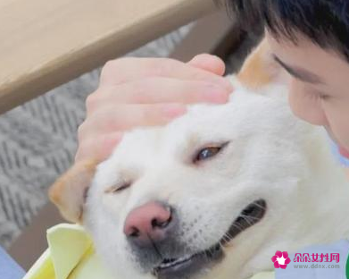 吴磊抱狗姿势冲上热搜