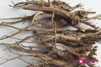 北柴胡的功效与作用