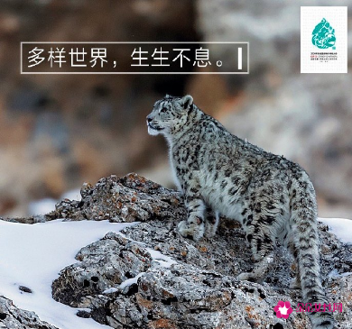 中国第一批国家公园都在哪