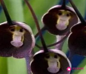 代表高贵与神秘的花