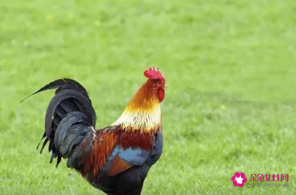 属鸡的吉祥物是什么植物