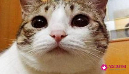 可以用洗发水给土猫洗澡吗