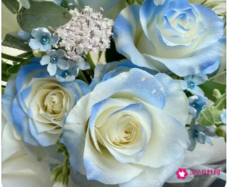 碎冰蓝玫瑰不能随便送人