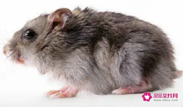 梦见老鼠在房间里乱跑