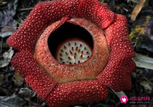 全球最漂亮罕见的花有哪些