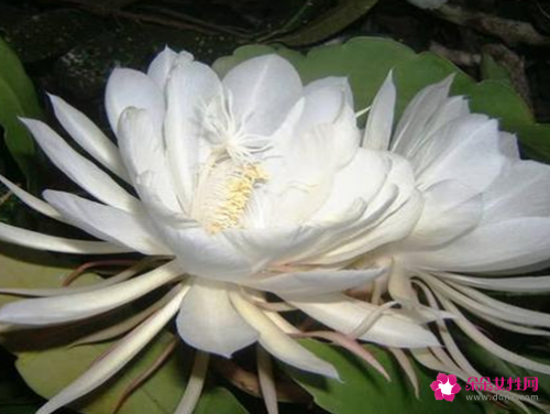 全球最漂亮罕见的花有哪些