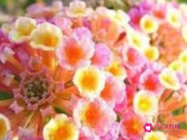 什么东西放在卧室最致癌