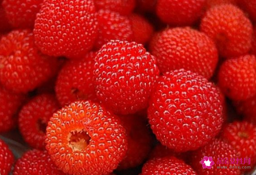 树莓的功效与作用是什么