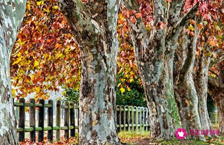 梦见梧桐是什么意思