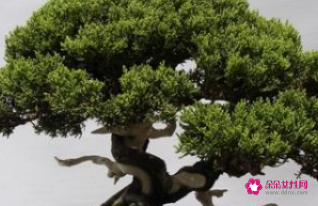 什么东西放在卧室最致癌