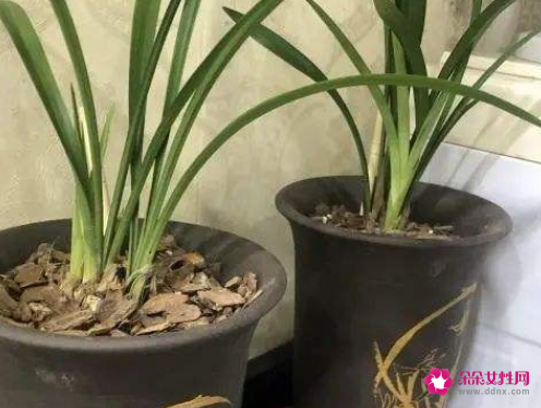 种兰花为什么要高腰盆