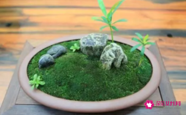 青苔怎么养才茂盛