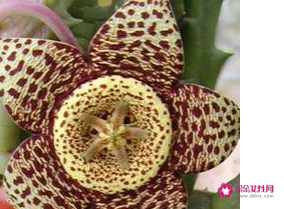 什么东西放在卧室最致癌