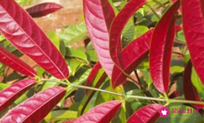 什么东西放在卧室最致癌