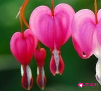 代表高贵与神秘的花