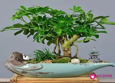 适合摆放在办公室的吉祥植物有哪些