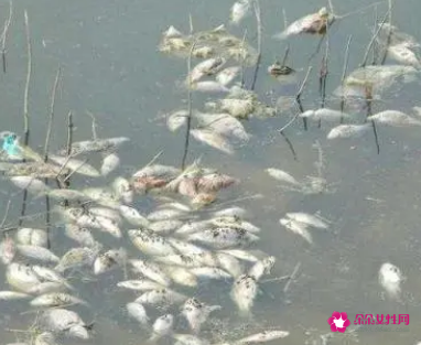 梦见死鱼在水里是什么意思
